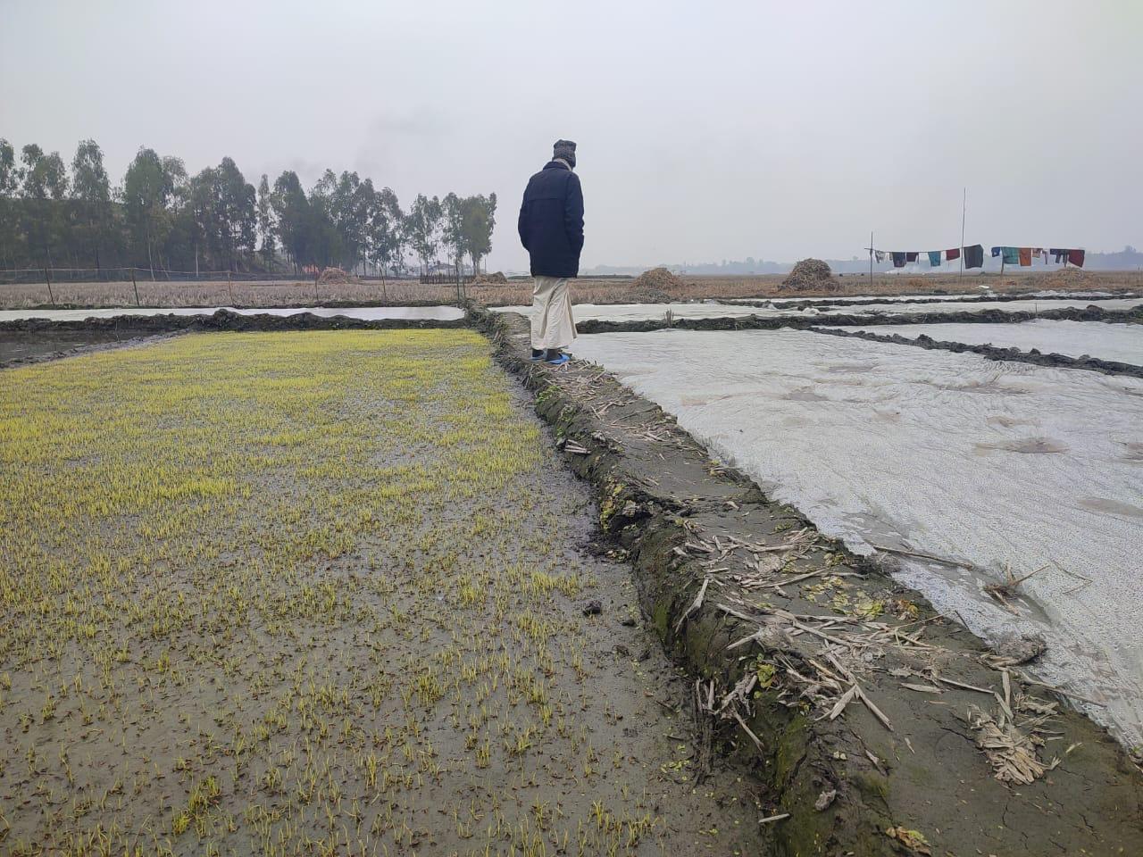 শীতে ঘন কুয়াশায় নষ্ট হচ্ছে বীজতলা; চারা সংকটের আশঙ্কা